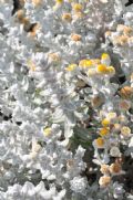 Achillea maritima